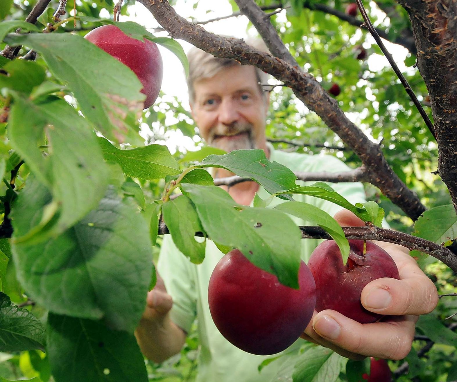 Montgomery Orchard